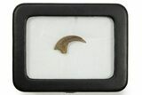 Fossil Avisaurus (Bird Lizard) Claw - Wyoming #382478-2